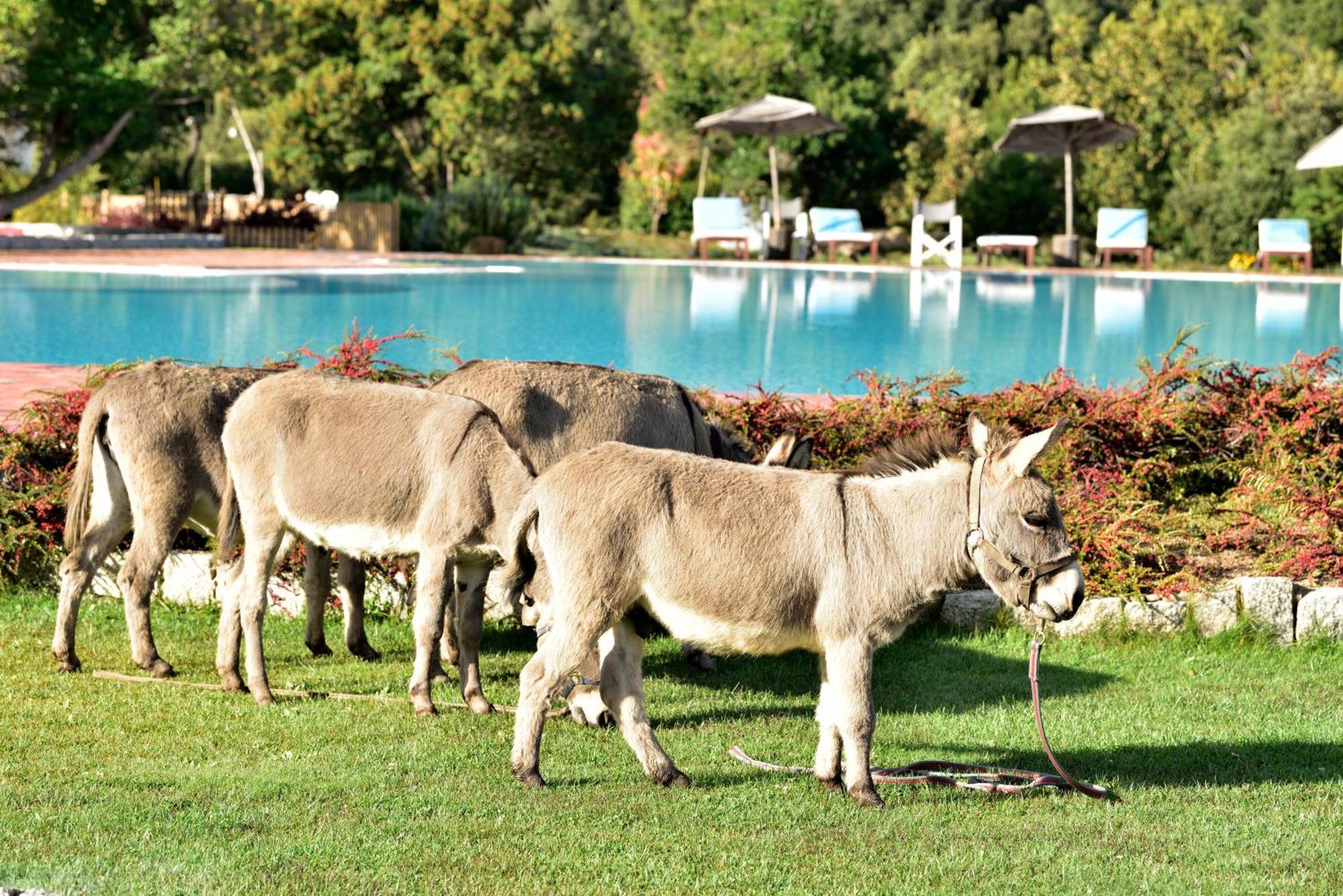 Eco Hotel Orlando Sardegna Villagrande Strisaili Dış mekan fotoğraf